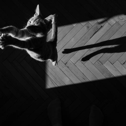 Photo #4228200