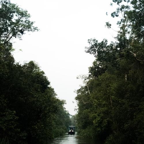 Tanjung Puting