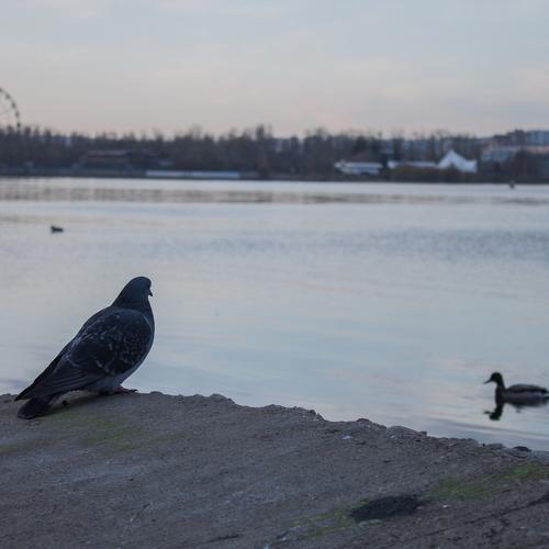 Photo #4229161