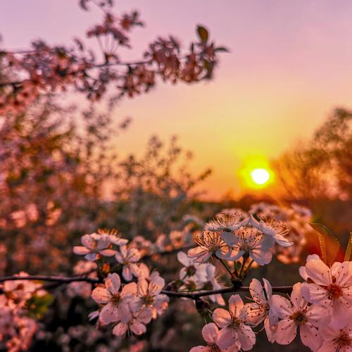 Вечерняя нежность. (Evening tenderness) .