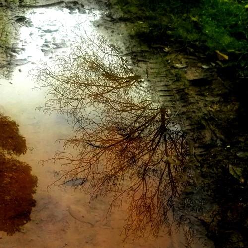 Forest reflection