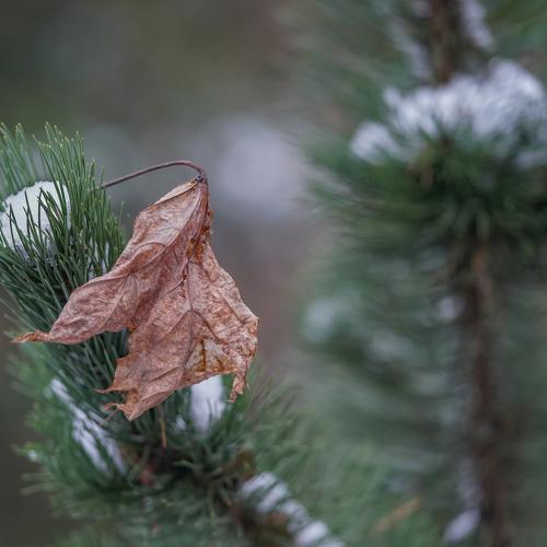 Photo #4230506