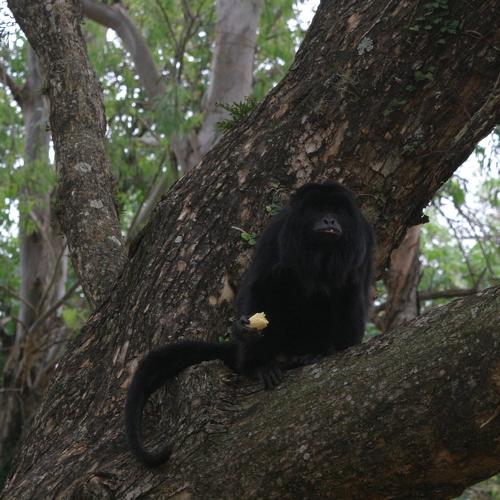 Photo #4230622