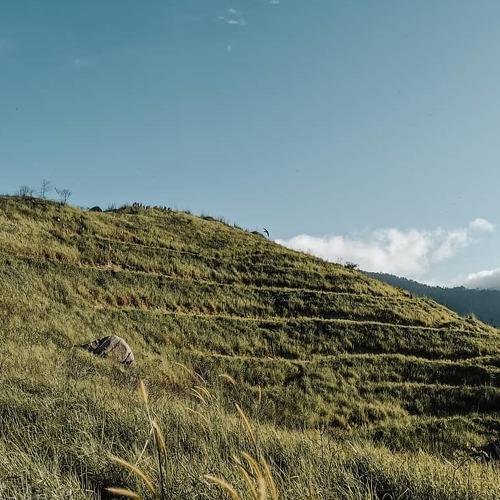 A LONELY HILL