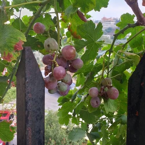 Photo #4231553