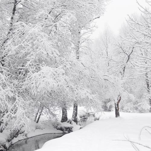 Winter in the park