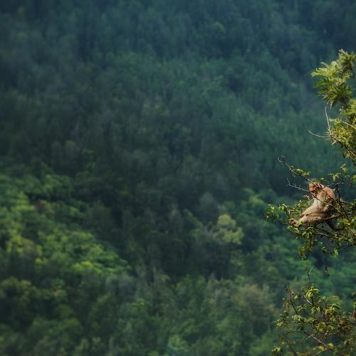 wildlife