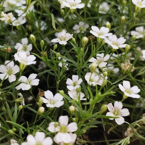 Lovely White Flower Bunch