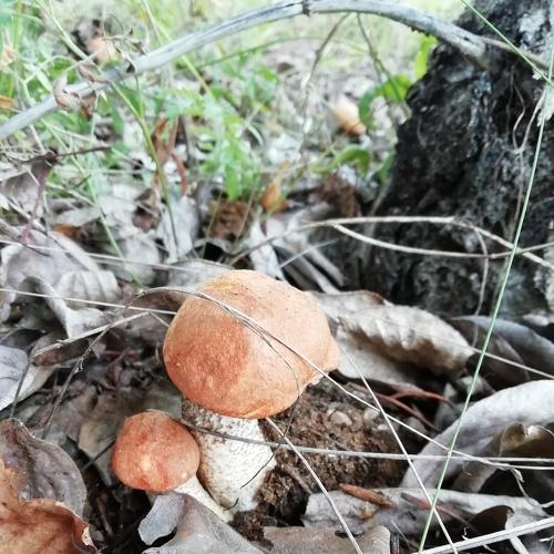 Photo #4232886