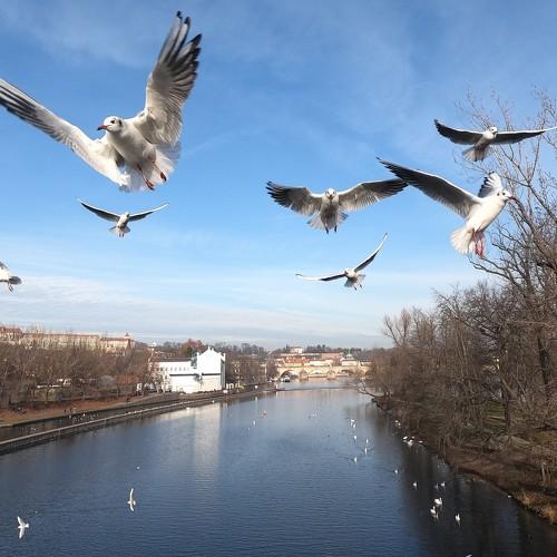 Photo #4233746