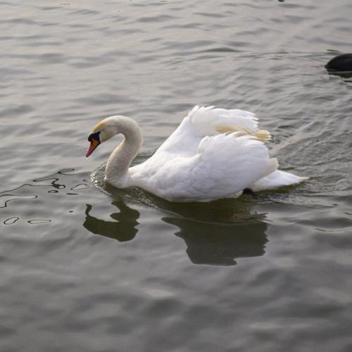 Photo #4234442