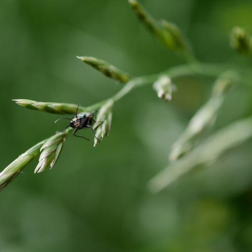 Вегетарианец (Vegetarian)