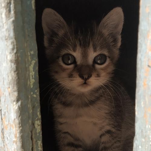 Photo #4234870