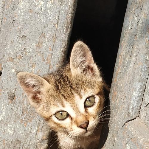 Photo #4234877