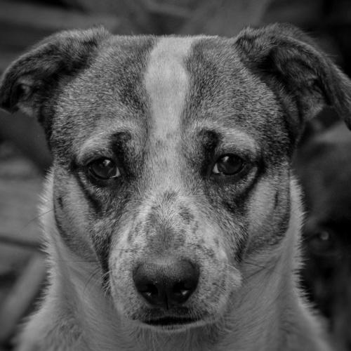 Photo #4235089