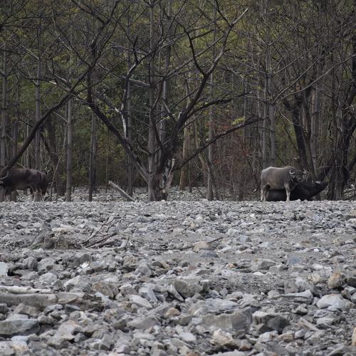Photo #4235797