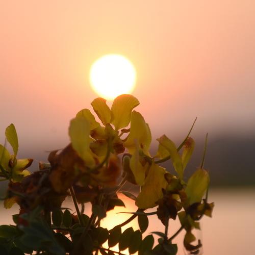Sun tree