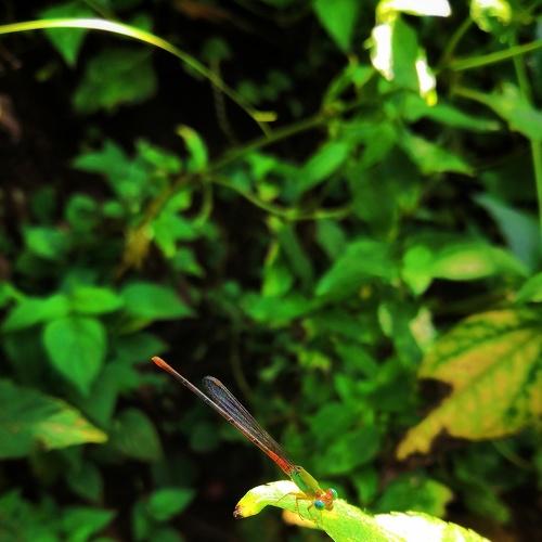 Dragonfly