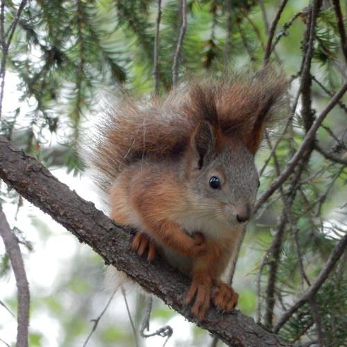 Photo #4236020