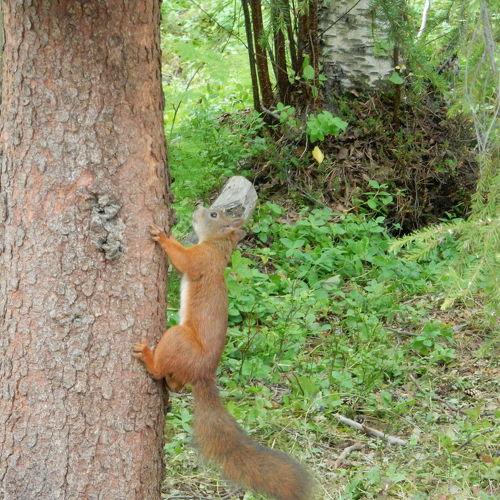 Photo #4236021