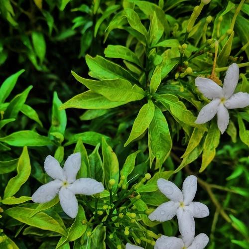 Nandyarvattam Flower – Crape Jasmine
