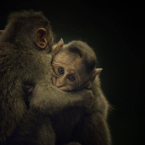 Photo #4237033