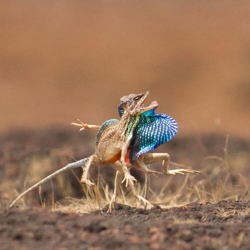 Photo #4237058