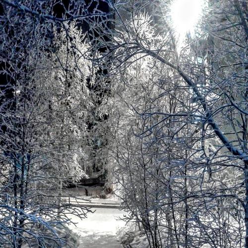 Зимняя дорожка