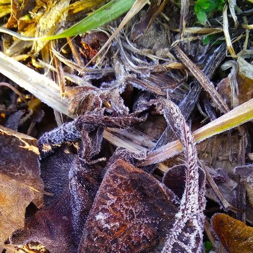 Photo #4239400