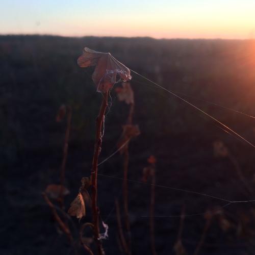 Photo #4239987