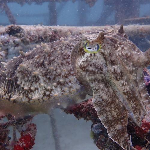 Photo #4240235