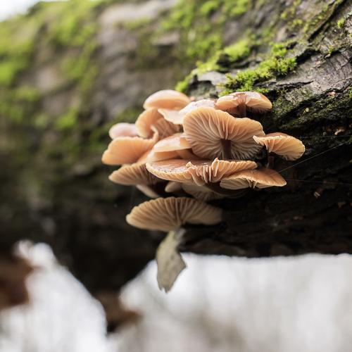 Photo #4241824