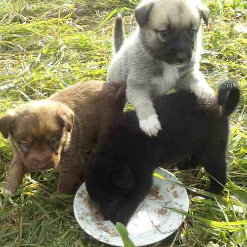 Photo #4241970