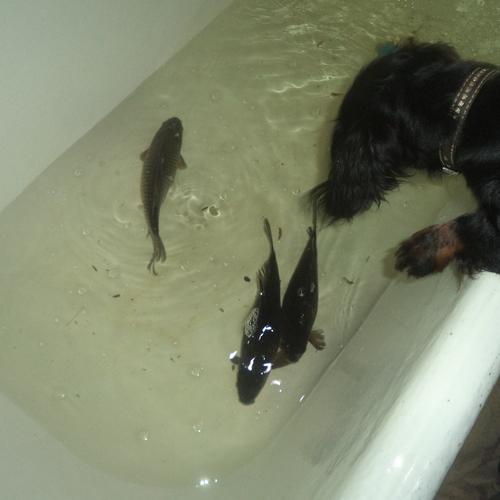 Photo #4241974