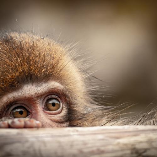 Photo #4243100