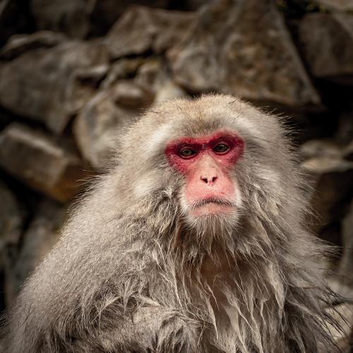 Photo #4243110
