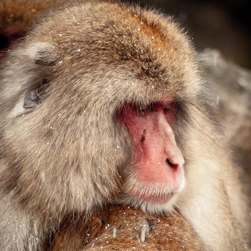 Photo #4243117
