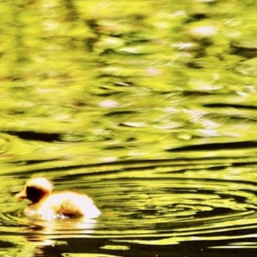 Photo #4243480