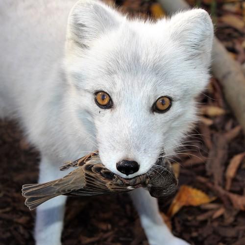 Photo #4243617