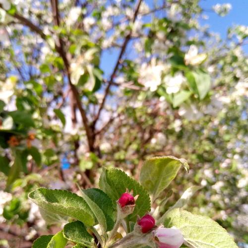 Photo #4245399
