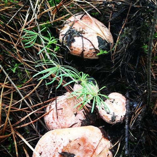 Photo #4245431