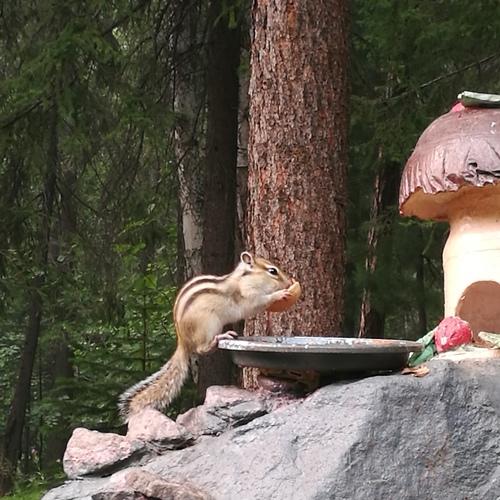 Photo #4245436