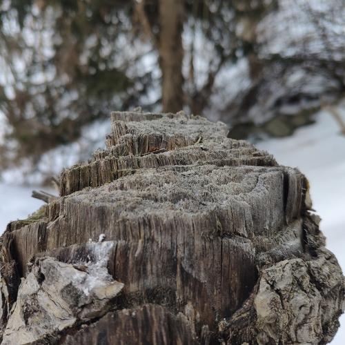 Photo #4245817