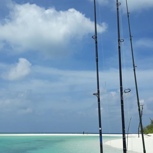 Photo #4247089