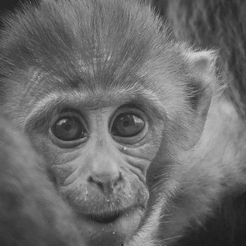 Photo #4248755