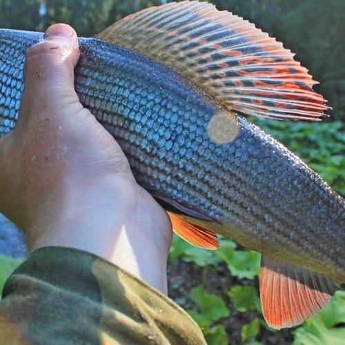 Photo #4248783
