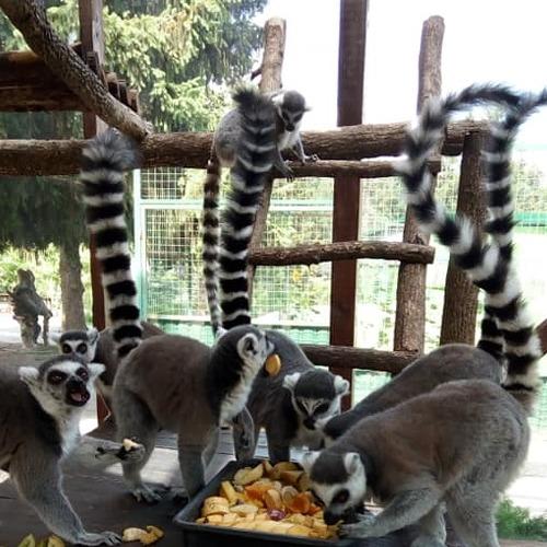 Photo #4248853