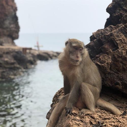 Monkey posing at Ko Larn island, Thailand