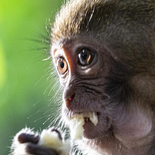 Photo #4250530