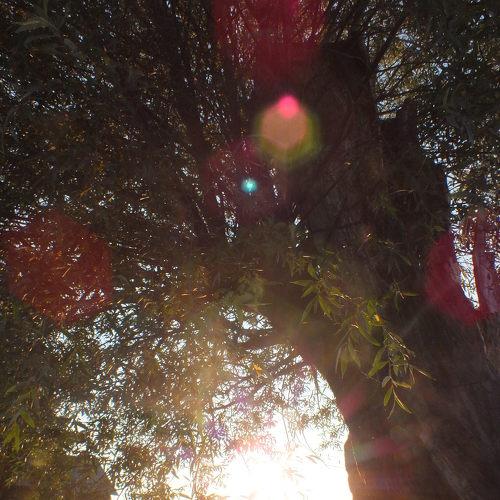 Photo #4250541